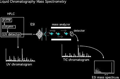Mass Spectrometry: Basics