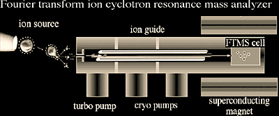 Fourier transform ion cyclotron resonance mass analyzer