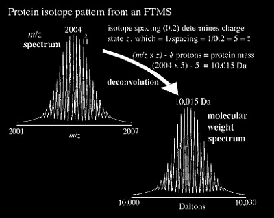 Protein isotope pattern from an FTMS