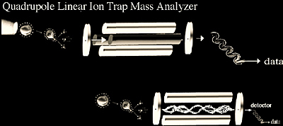Quadrupole linear ion trap mass analyzer